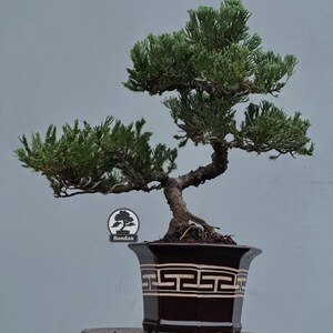 Könnte beinhalten: Ein Bonsai-Baum mit grünen Blättern und einem dunkelbraunen Stamm in einem dunkelbraunen Topf mit geometrischem Design. Der Topf ist quadratisch mit einer breiten Öffnung. Der Hintergrund ist einfarbig hellgrau. Der Baum hat ein Bonsai-Logo.