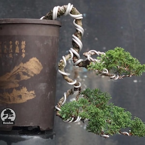 Könnte beinhalten: Ein Bonsai-Baum mit einem geschwungenen, strukturierten Stamm, der mit weißem Draht umwickelt ist und zwei Ebenen aus dichtem, grünem Laub aufweist. Der Baum steht in einem hohen, dunkelbraunen Topf mit goldener Berglandschaft.