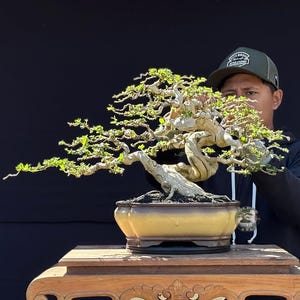 Levende bonsaiboom. Premnamicropylla. Bonsaiboom. Klein formaat SK. - Ficus - Tiger Brek - Japanse esdoorn