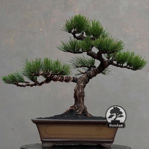 Op de afbeelding: Een dennenbonsai met een dikke, getextureerde bruine stam en donkergroene naalden, voorzien van koperdraad rond de takken voor vormgeving. De boom staat in een rechthoekige bruine keramische pot met een klein logo met de tekst Bondan.