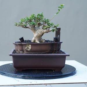 Peut inclure: Un bonsaï avec un tronc épais de couleur claire et de petites feuilles vertes, planté dans un pot en céramique ovale marron. Le pot porte un logo circulaire et repose dans un grand récipient rectangulaire marron rempli de terreau et de petits pots noirs.