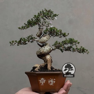 Bonsai vivo. Serrisa Sowrose. Piccola taglia DRF007. - Ficus - Tiger Brek - Acero giapponese