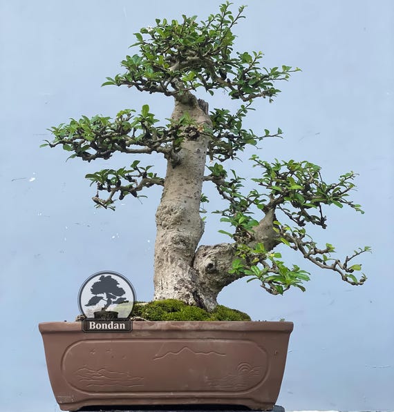 eibe 160 cm kaufen Eibe (140 - 160 cm) Taxus baccata als starke Ballenware main image 0