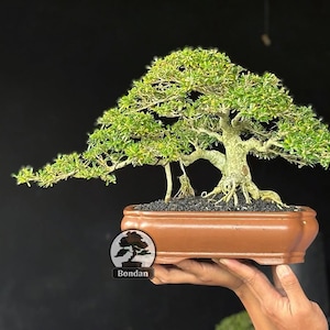 Pode incluir: Um bonsai com folhagem verde vibrante e um tronco texturizado, plantado em um vaso retangular marrom. Os galhos da árvore se estendem para fora, criando uma forma equilibrada. O vaso é preenchido com terra escura e a árvore é rotulada com a palavra "Bondan".