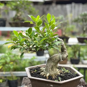 May include: A bonsai tree with vibrant green foliage and a gnarled, textured trunk. The tree is potted in a brown, octagonal container filled with dark soil. Other bonsai trees are visible in the background, suggesting a nursery or garden setting.