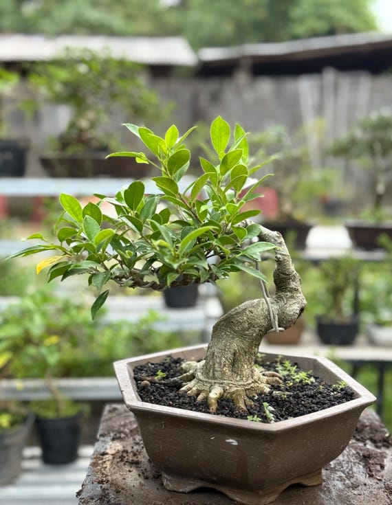 bonsai asparagus fern Asparagus 'Ming' Fern – Fantastic Gardens main image 0
