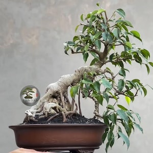 Op de afbeelding: Een Ficus bonsai met een dikke, getextureerde, lichtgekleurde stam en blootliggende wortels, geplant in een ondiepe, donkerbruine, ovale keramische pot. De boom heeft talloze groene bladeren en dunne takken. Een rond logo met de tekst BONDAN is zichtbaar.