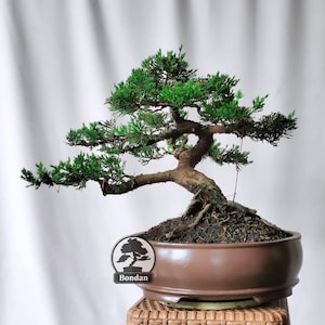 Op de afbeelding: Een bonsai boom met heldergroene bladeren en een grillige, bruine stam. De boom staat in een bruine keramische pot, geplaatst op een geweven standaard. Een klein logo met het woord "Bondan" is zichtbaar.