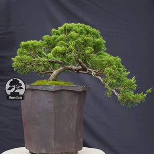 Levende bonsaiboom. Juniperus chinensis. Middelgroot. RZ043 - Ficus - Tiger Brek - Japanse esdoorn
