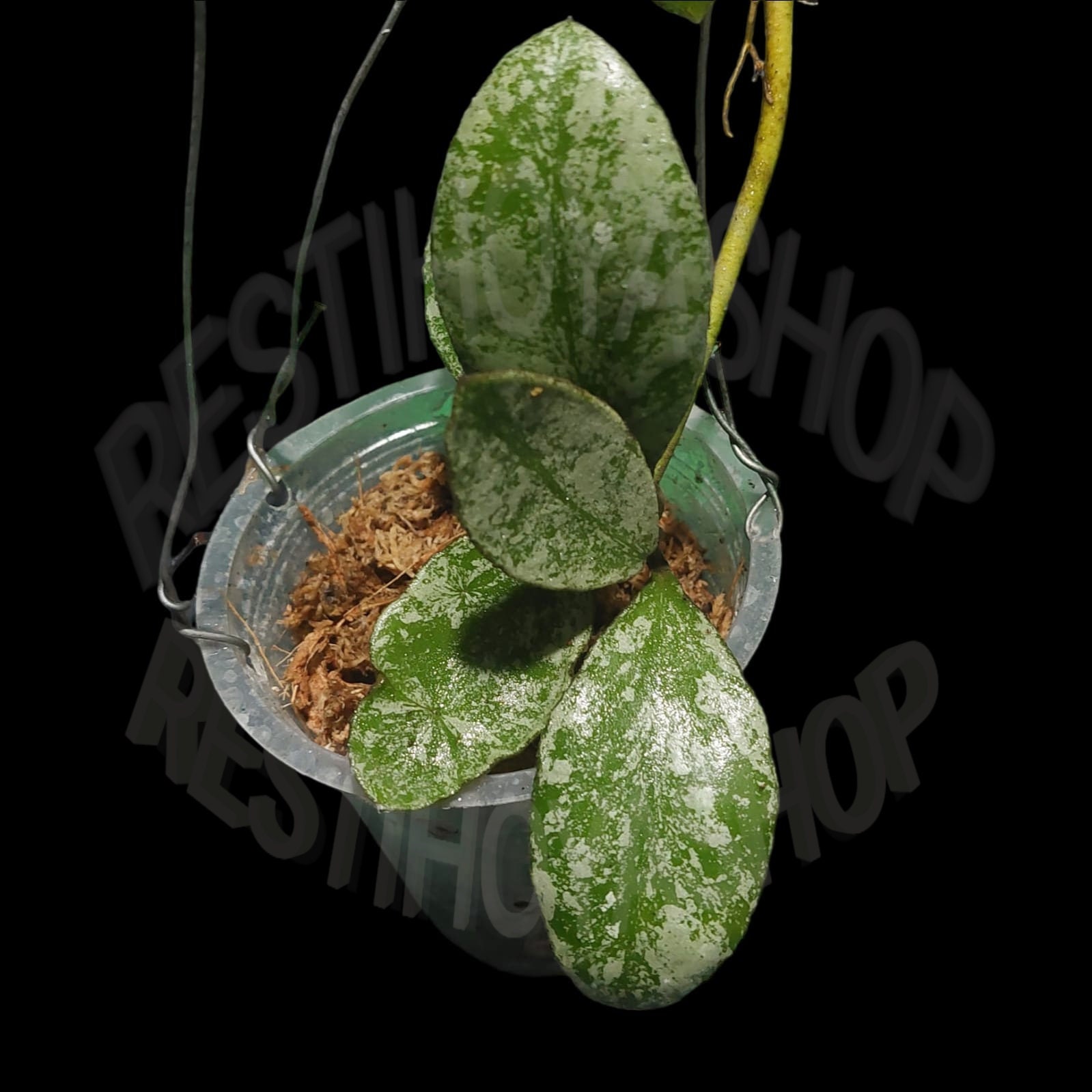 Hoya Waymaniae Splash Real Pickfree Phytosanitary. - Etsy