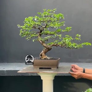 Op de afbeelding: Een bonsai boom met groene bladeren en kleine witte bloemen in een bruine rechthoekige pot. De boom staat op een houten oppervlak dat wordt ondersteund door een witte kolom. De achtergrond is een donkergrijze muur.