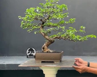 Bonsái vivo. Wrightia Religiosa. Bonsái. Tamaño mediano RZ016. - Ficus - Tiger Brek - Arce japonés