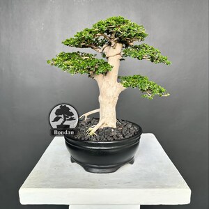May include: A bonsai tree with vibrant green foliage and a light brown trunk is displayed in a black ceramic pot. The bonsai sits on a white pedestal against a gray backdrop. The pot contains dark, textured soil. The brand name "Bondan" is visible.