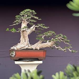 Mittelgroßer Premna-Bonsai – Premna microphylla (Lebende Pflanze) – Tropischer indonesischer Bonsai – Exotischer Miniaturbaum – Lebende Pflanze als Geschenk