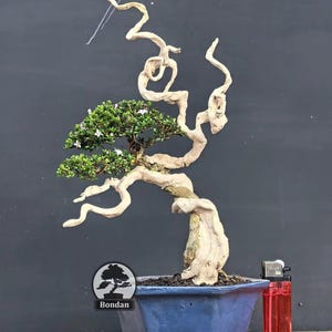 Bonsai vivo. Serissa Tanuki. Tamanho pequeno HRJ069. - Ficus - Tiger Brek - Bordo japonês