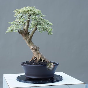 Op de afbeelding: Een bonsai-boom met een dikke, getextureerde bruine stam en bonte groen-witte bladeren. De boom staat in een donkerbruine, ondiepe, ronde keramische pot gevuld met donkere aarde. Een klein rond logo is zichtbaar op de zijkant van de pot.