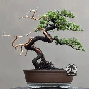 Bonsai vivo. Juniperus chinensis. Tamanho médio HRJ048. - Ficus - Tiger Brek - Bordo japonês