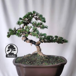 Levende bonsaiboom. Japanse zwarte den. Bonsaiboom. Middelgrote maat RZ037. - Ficus - Tiger Brek - Japanse esdoorn