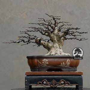 Bonsai vivo. Wrightia Religiosa. Piccola taglia HRJ061. - Ficus - Tiger Brek - Acero giapponese