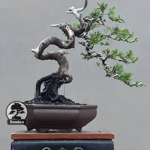 Small Cupressus Gigantea Bonsai Tree – Cypress Live Plant – Evergreen Conifer Bonsai – Exotic Large Bonsai – Outdoor Miniature Tree