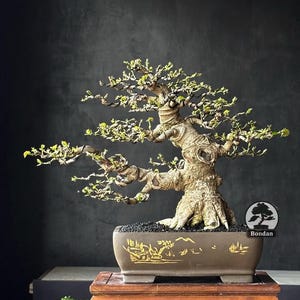 Live Bonsai Tree. Hibiscus Tiliaceus. Small Size RZ048. - Ficus - Tiger Brek - Japanese maple