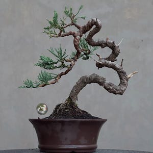 May include: A bonsai tree with a thick, textured, winding brown trunk and sparse green needle-like foliage. The tree is planted in a dark brown ceramic pot filled with dark soil. A small circular logo with a tree graphic is visible on the left.