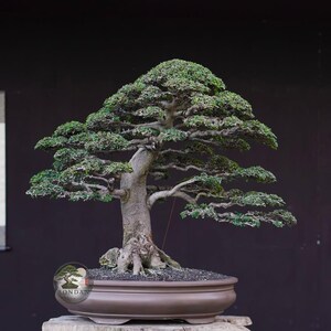 Pode incluir: Um bonsai maduro com um tronco grosso e texturizado, com folhagem verde densa disposta em camadas distintas. A árvore está plantada num vaso de cerâmica castanho, raso e de forma oval, exibindo um sistema radicular complexo na base.