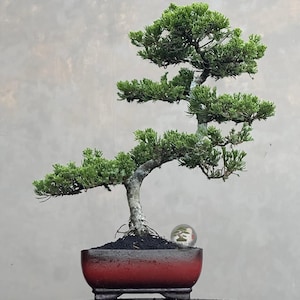 May include: A juniper bonsai tree with dense, vibrant green foliage and a textured, light-coloured trunk. The tree is planted in a rectangular, deep red ceramic pot with a dark, soil-covered surface. A small circular logo is visible near the base.