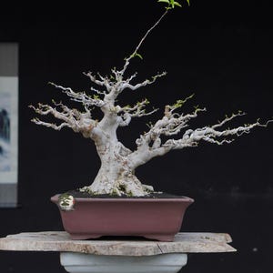Medium Water Jasmine Bonsai Tree – Wrightia Religiosa Live Plant – Tropical Bonsai – Indonesian Miniature Tree – Exotic Bonsai Plant