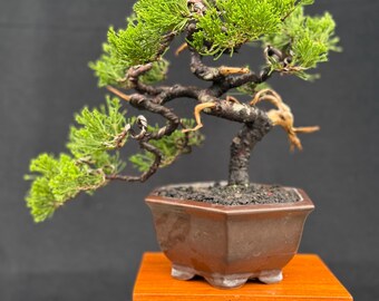 生命の木。盆栽ジュニペルス・ブルー・シネンシス - Etsy 日本