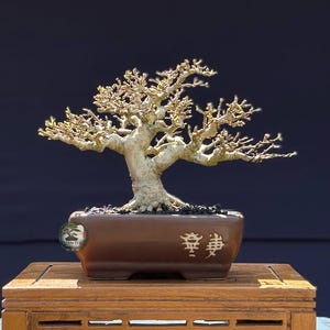Water jasmine. Wrightia religiosa. Bonsai Tree. Small Size SK. - Ficus - Tiger Brek - Japanese maple