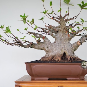 Bonsái vivo. Ficus racemosa. Bonsái. Tamaño mediano RZ. - Ficus - Tiger Brek - Arce japonés