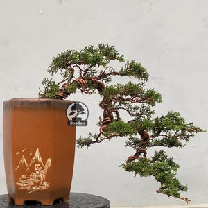 Op de afbeelding: Een bonsai-boom in een bruine rechthoekige pot. De boom heeft groene bladeren en koperkleurige draad die de takken vormt. De pot heeft een landschapsontwerp op de voorkant. De boom staat op een zwart oppervlak.