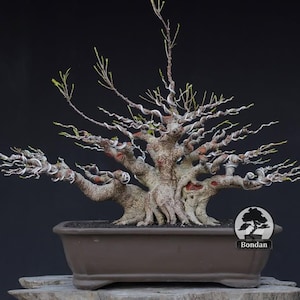 May include: A bonsai tree with a twisted trunk and branches, in a rectangular brown pot. The branches are intricately shaped and have small green leaves, against a dark backdrop. The tree has a natural, aged appearance, with a bonsai logo.