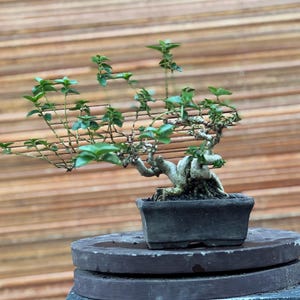 May include: A miniature bonsai tree with green foliage and a gnarled trunk, presented in a dark square pot. The bonsai is placed on a dark, round, tiered stand. The backdrop is a wooden slatted wall.
