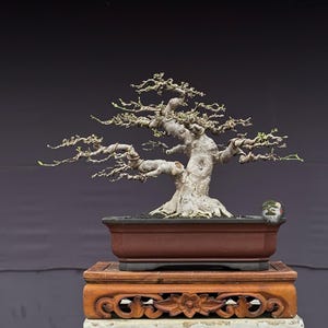 Small Water Jasmine Bonsai Tree – Wrightia Religiosa Live Plant – Tropical Indonesian Bonsai – Miniature Tree – Exotic Bonsai Plant