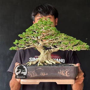 Levende bonsaiboom. Premna Micropyhlla. Bonsaiboom. Klein formaat DDN008. - Ficus - Tiger Brek - Japanse esdoorn