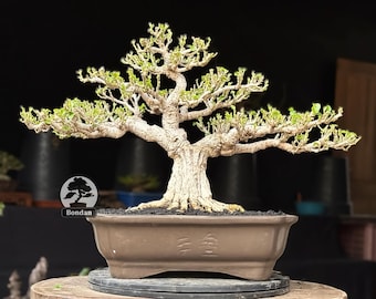 Bonsái vivo. Hibiscus tiliaceus. Bonsái. Tamaño pequeño. SK024. - Ficus - Arce japonés - Tiger Brek