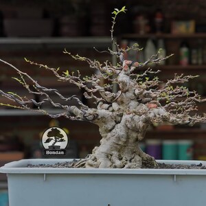 May include: A bonsai tree with a twisted, textured trunk and branches, in a rectangular, light-coloured pot. The tree has small green leaves and a logo that says "Bondan". The background shows a wooden shelf.