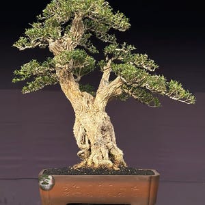 Live Bonsai Tree. Buxus Boxwood Harland. Boxus. Bonsai Tree. Lare Size SK. - Ficus - Tiger Brek - Japanese maple