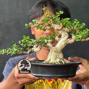 Levende bonsaiboom. Premna Micropyhlla. Klein formaat SK047. - Ficus - Tiger Brek - Japanse esdoorn
