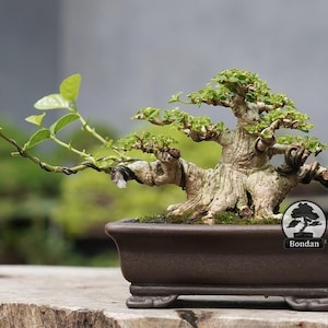 Levende bonsaiboom. Premna Micropyhlla. Bonsaiboom. Klein formaat RZ004. - Ficus - Tiger Brek - Japanse esdoorn