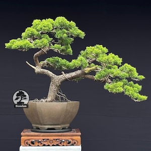 May include: A bonsai tree with vibrant green foliage and a textured brown trunk, featuring thin metal wiring along its branches. The tree is planted in a hexagonal brown ceramic pot, which rests on a rectangular wooden stand with carved details.