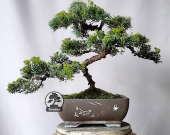 生命の木。盆栽ビャクシン チネンシス サルジェンティ - Etsy 日本