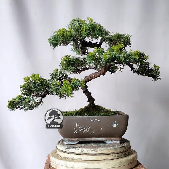 japanse esdoorn bonsai Acer deshojo main image 0
