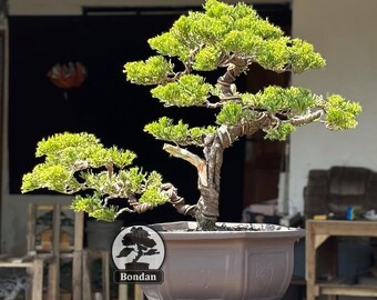 ジュニペルス シネンシス バリエガタ 盆栽 ビャクシン 生命の木。盆栽