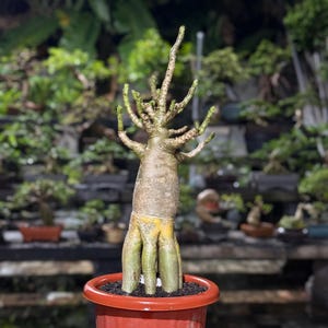 Op de afbeelding: Een bonsai in een rode pot. De plant heeft een dikke, getextureerde stam en meerdere takken met groene bladeren. De achtergrond is wazig en toont andere planten.