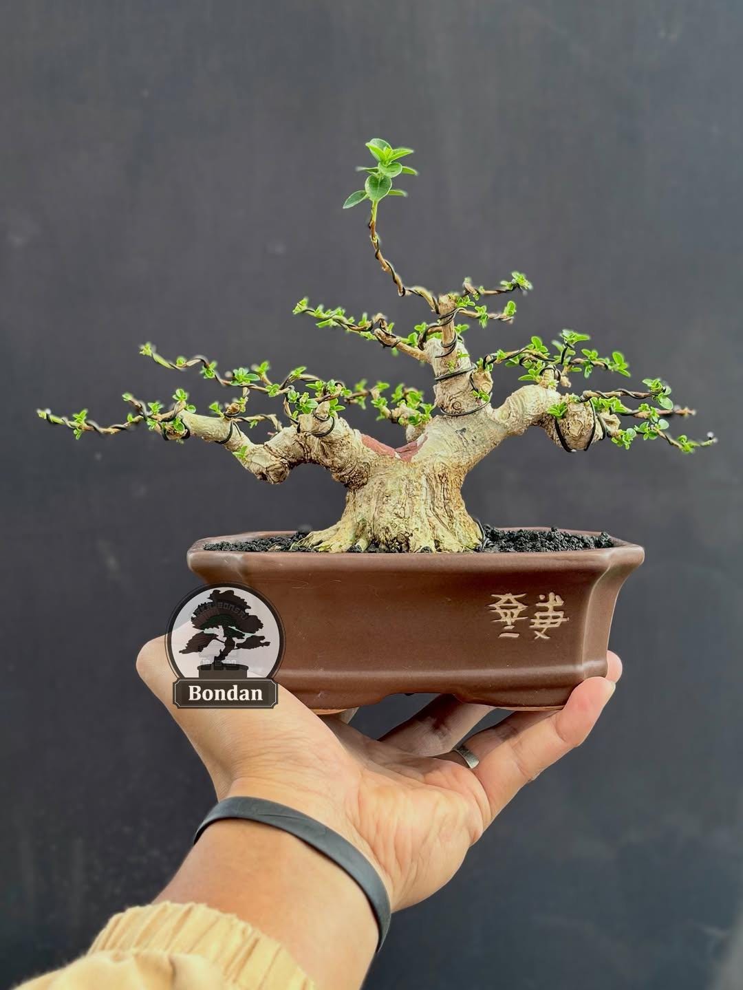 schalen aus bambus Bambus Schale GRACIO natur Ø36x20,5 cm main image 0