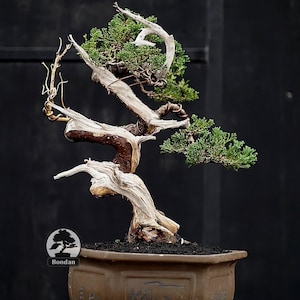 Puede incluir: Un bonsái con un tronco y ramas nudosos y desgastados, que muestra una mezcla de follaje marrón claro y verde. El árbol está plantado en una maceta rectangular marrón con un diseño decorativo. El fondo es de color oscuro y liso.