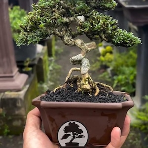 Levende bonsaiboom. Serissa Foetida. Klein formaat SK019. - Ficus - Tiger Brek - Japanse esdoorn